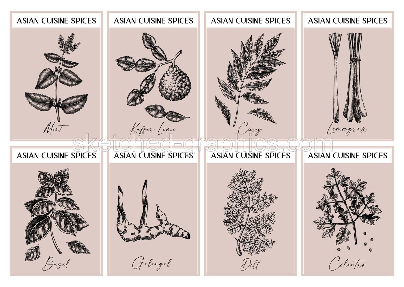 Asian spice labels set. Basil, curry, calangal, cilantro, lime sketches. Herbs and spices hand-drawn vectot illustration. Vintage print design. NOT AI generated Illustration